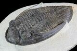 Bargain, Zlichovaspis Trilobite - Atchana, Morocco #72888-2